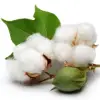 Organic Raw Cotton